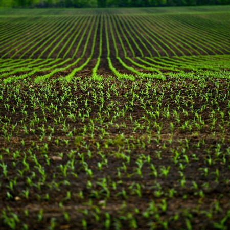 Agriculture